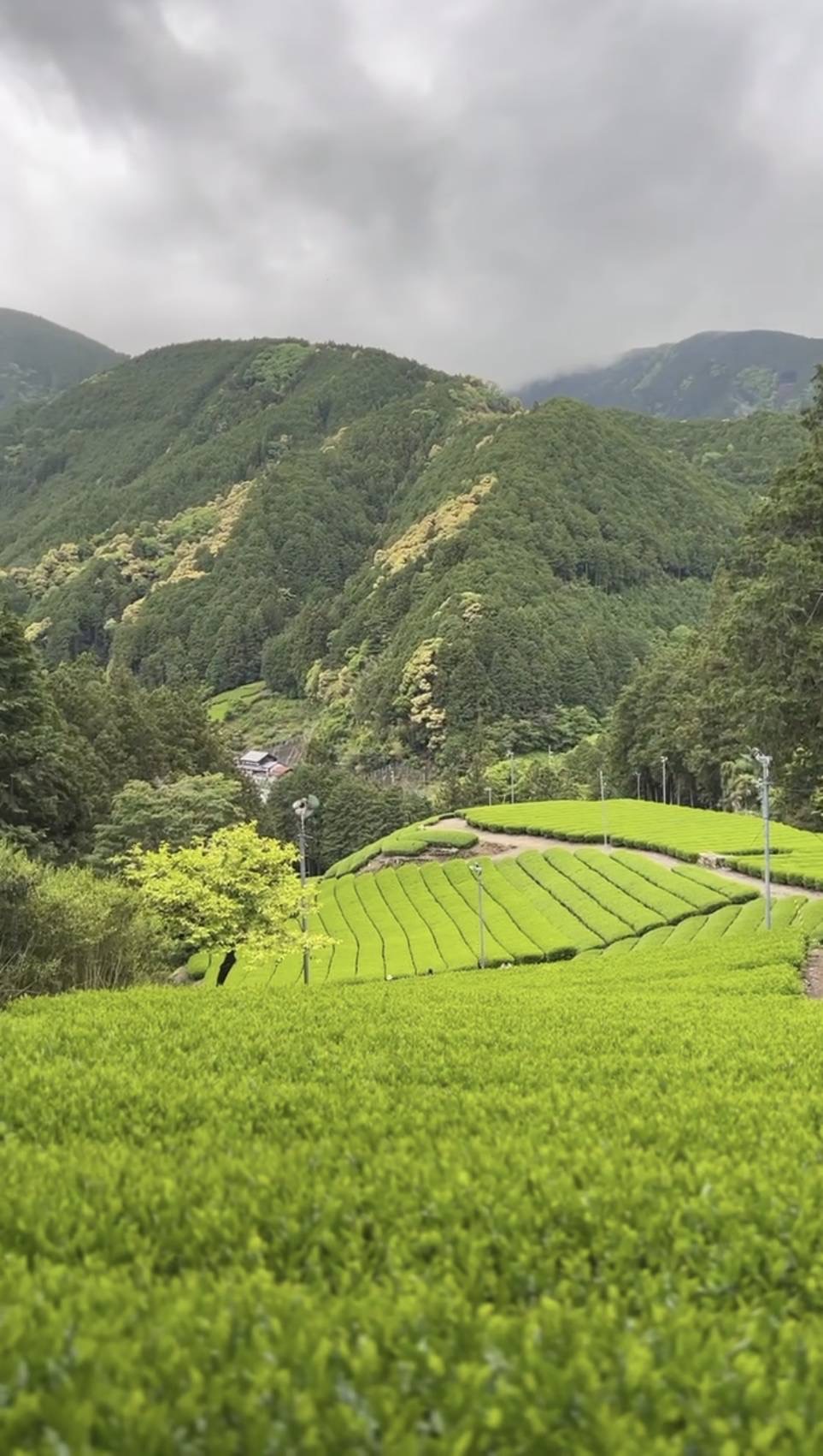 The Apoke 植物採集が紹介する玉川の茶園