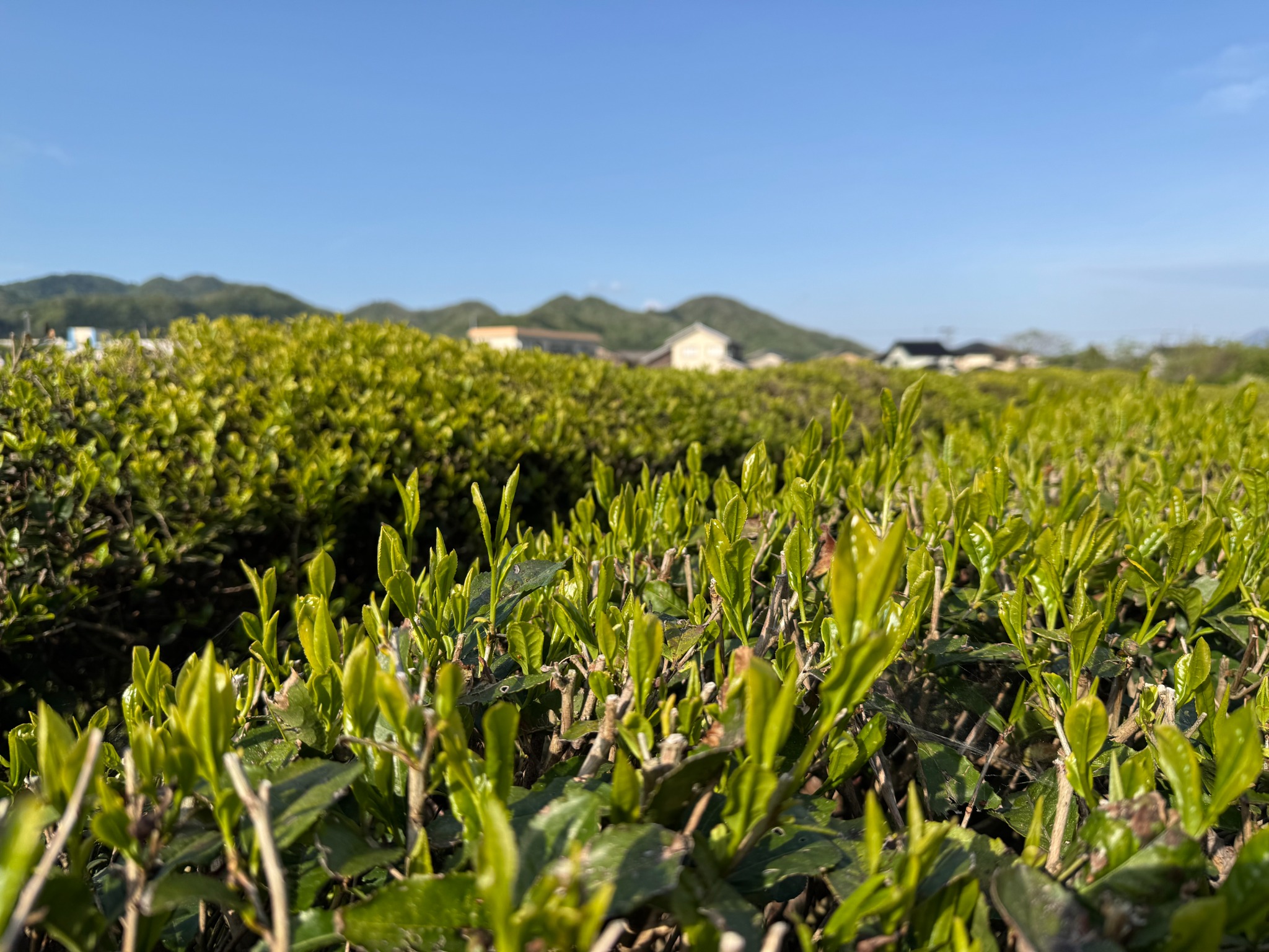 新潟県村上市の北精園の茶園