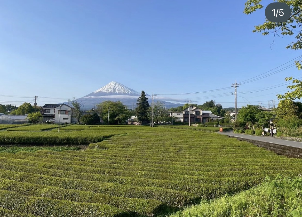 富士山を望む木内茶園