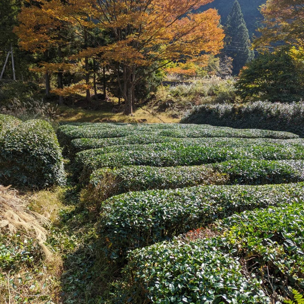 秋の空洞庵の茶園
