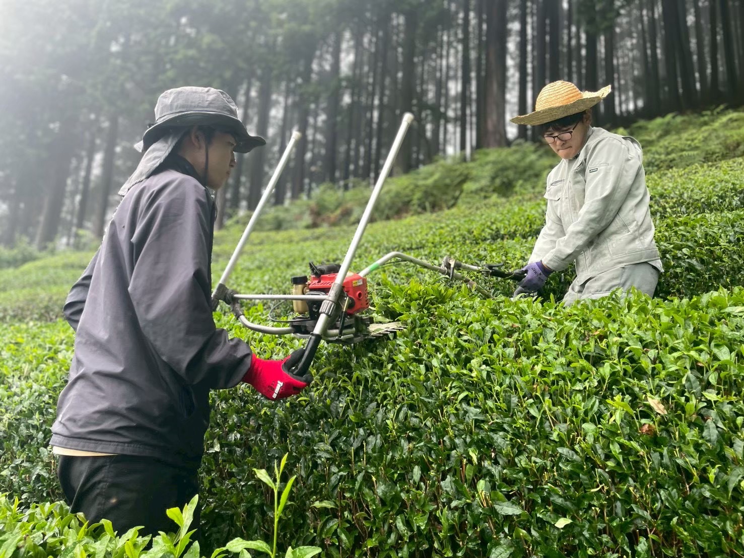 Yoshimune Teaの摘採作業風景