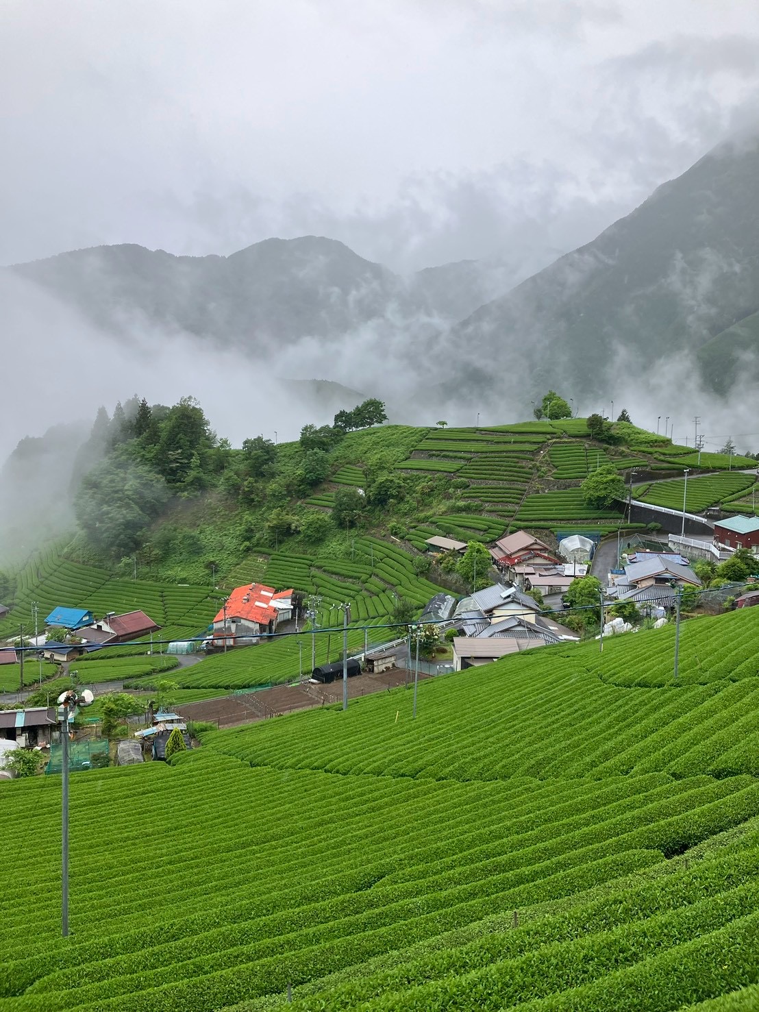 霧に包まれる梅ヶ島の茶園
